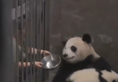熊猫妈妈是很护犊子的，会抱着孩子不撒手……