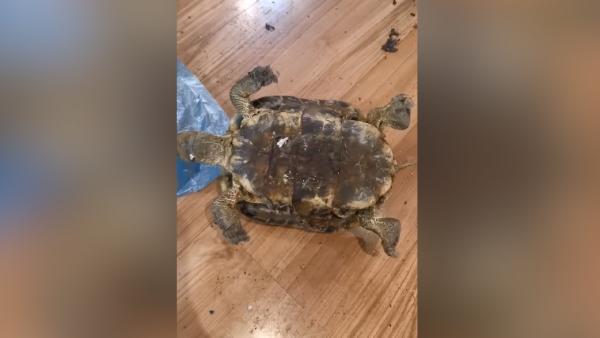 失踪12年宠物龟被发现在床底