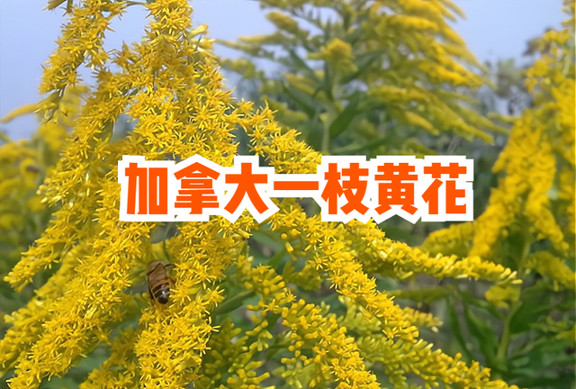 外来物种入侵！多地出现“<a href=