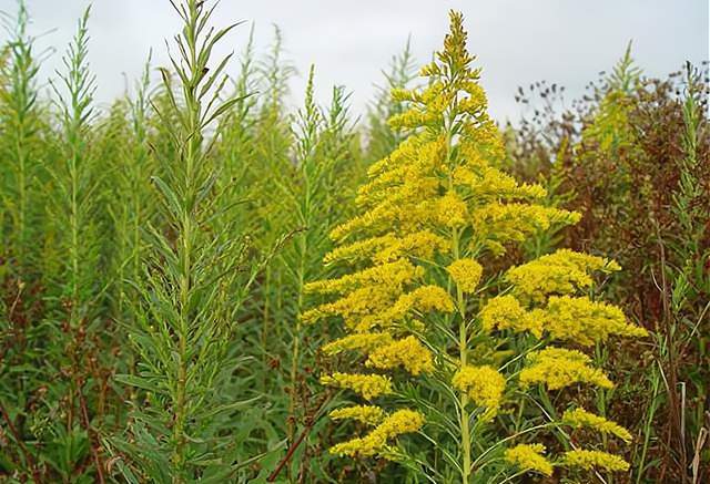 外来物种入侵！多地出现“<a href=