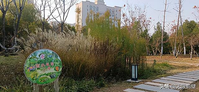 河南多地遭“恶魔之花”入侵鹤壁出现疑似“加拿大一枝黄花”?休闲区蓝鸢梦想 - Www.slyday.coM 河南多地遭“恶魔之花”入侵鹤壁出现疑似“加拿大一枝黄花”?休闲区蓝鸢梦想 - Www.slyday.coM