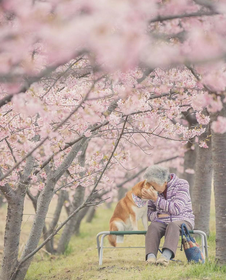 樱花树下87岁奶奶和柴犬一组照片 暖哭14万网友