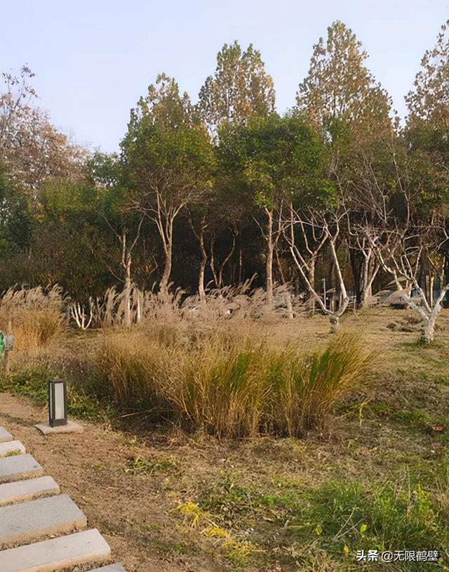 河南多地遭“恶魔之花”入侵鹤壁出现疑似“加拿大一枝黄花”?休闲区蓝鸢梦想 - Www.slyday.coM 河南多地遭“恶魔之花”入侵鹤壁出现疑似“加拿大一枝黄花”?休闲区蓝鸢梦想 - Www.slyday.coM