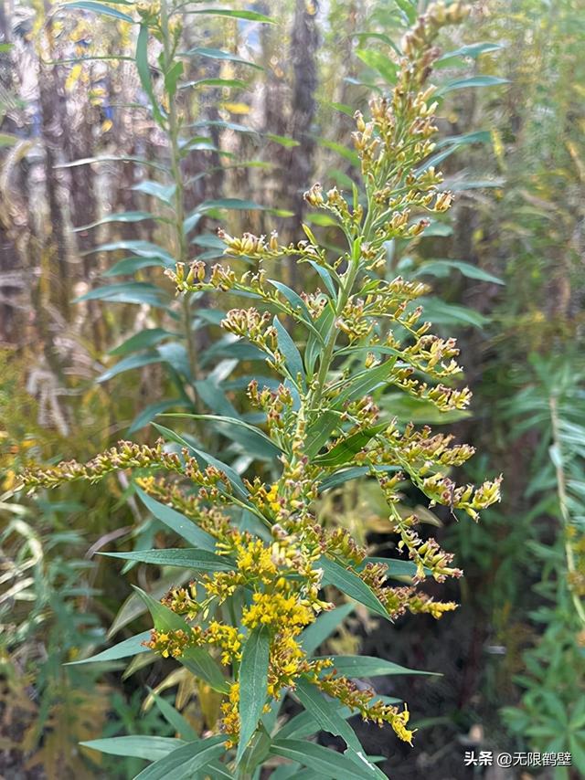 河南多地遭“恶魔之花”入侵鹤壁出现疑似“加拿大一枝黄花”?休闲区蓝鸢梦想 - Www.slyday.coM 河南多地遭“恶魔之花”入侵鹤壁出现疑似“加拿大一枝黄花”?休闲区蓝鸢梦想 - Www.slyday.coM