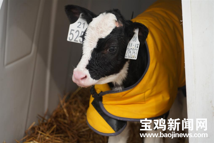 恶搞之家奶牛恶搞视频大全,恶搞之家奶牛恶搞视频大全下载