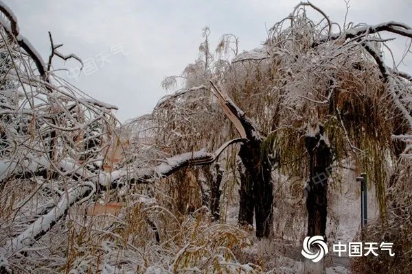 11月9日，哈尔滨遭遇雨雪冰冻天气，大树被压断。（图/林松）