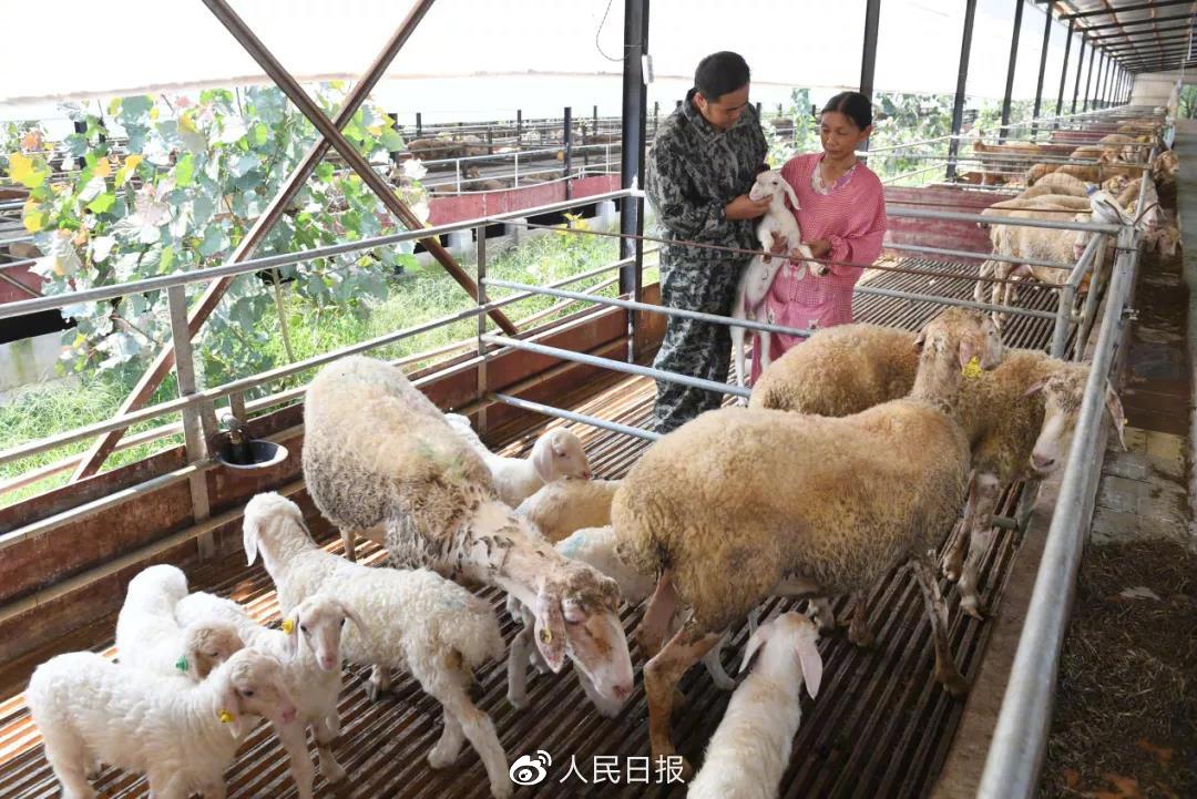 江西省高安市伍桥镇龙山村，工作人员在查看小羊的长势。(周亮/人民图片)