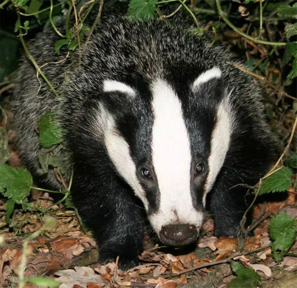 能2秒击败一条蛇!江苏盐城发现狗獾,为何说它是亚洲平头哥?休闲区蓝鸢梦想 - Www.slyday.coM 能2秒击败一条蛇!江苏盐城发现狗獾,为何说它是亚洲平头哥?休闲区蓝鸢梦想 - Www.slyday.coM