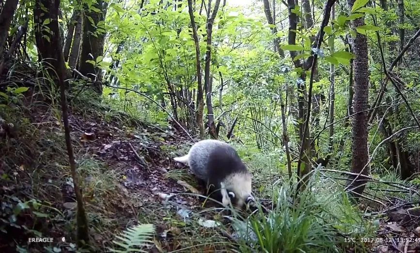 能2秒击败一条蛇!江苏盐城发现狗獾,为何说它是亚洲平头哥?休闲区蓝鸢梦想 - Www.slyday.coM 能2秒击败一条蛇!江苏盐城发现狗獾,为何说它是亚洲平头哥?休闲区蓝鸢梦想 - Www.slyday.coM