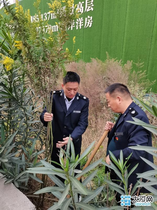 严防外来物种入侵!漯河开展加拿大一枝黄花排查清除行动休闲区蓝鸢梦想 - Www.slyday.coM 严防外来物种入侵!漯河开展加拿大一枝黄花排查清除行动休闲区蓝鸢梦想 - Www.slyday.coM