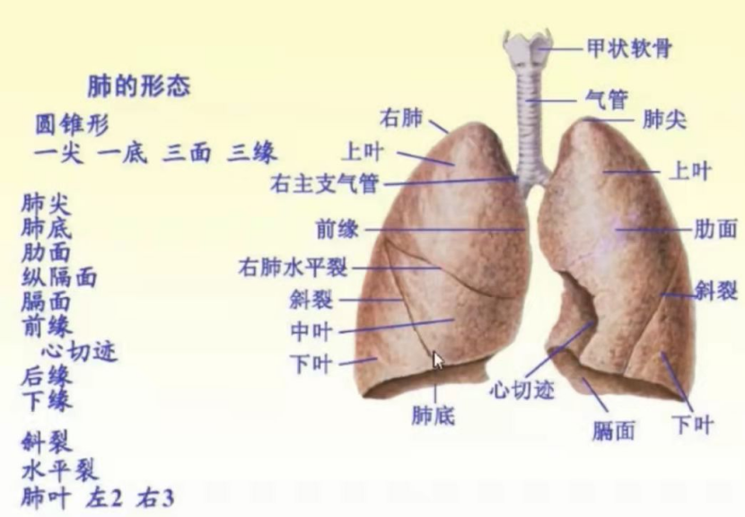 左肺分为两叶,分别为上叶和下叶,由于左侧没有水平裂,则斜裂的下方为