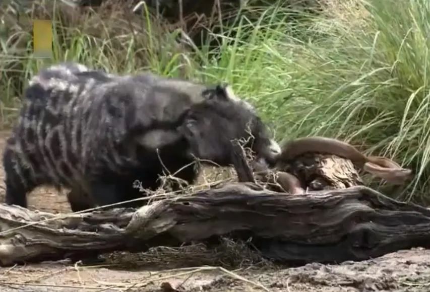 能2秒击败一条蛇!江苏盐城发现狗獾,为何说它是亚洲平头哥?休闲区蓝鸢梦想 - Www.slyday.coM 能2秒击败一条蛇!江苏盐城发现狗獾,为何说它是亚洲平头哥?休闲区蓝鸢梦想 - Www.slyday.coM