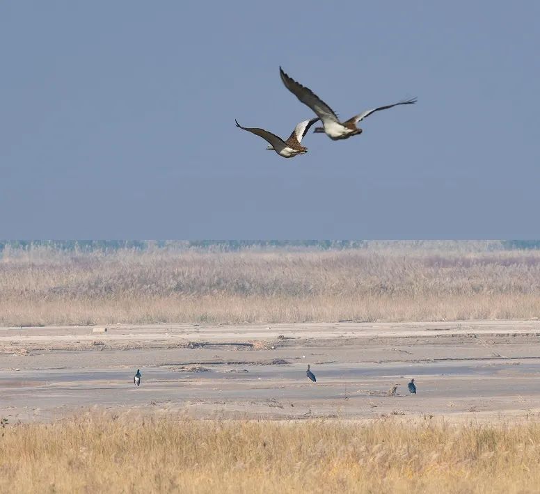 能2秒击败一条蛇!江苏盐城发现狗獾,为何说它是亚洲平头哥?休闲区蓝鸢梦想 - Www.slyday.coM 能2秒击败一条蛇!江苏盐城发现狗獾,为何说它是亚洲平头哥?休闲区蓝鸢梦想 - Www.slyday.coM