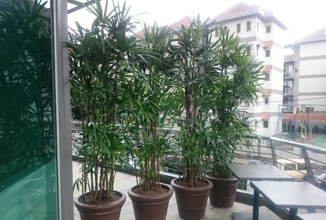 盆栽棕竹养护指南特别有热带风情的观叶植物