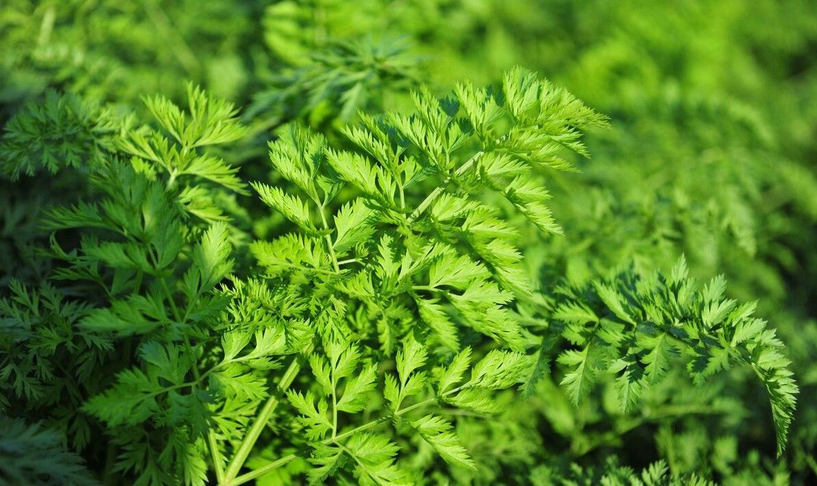 美食看点>正文>红萝卜叶子炒来好吃,最主要的是营养价值高啊,每100克