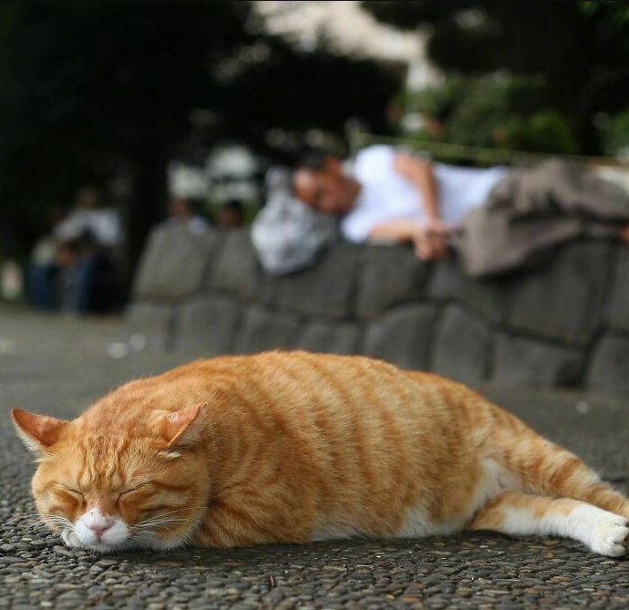 摄影师镜头下的东京街头流浪小猫咪