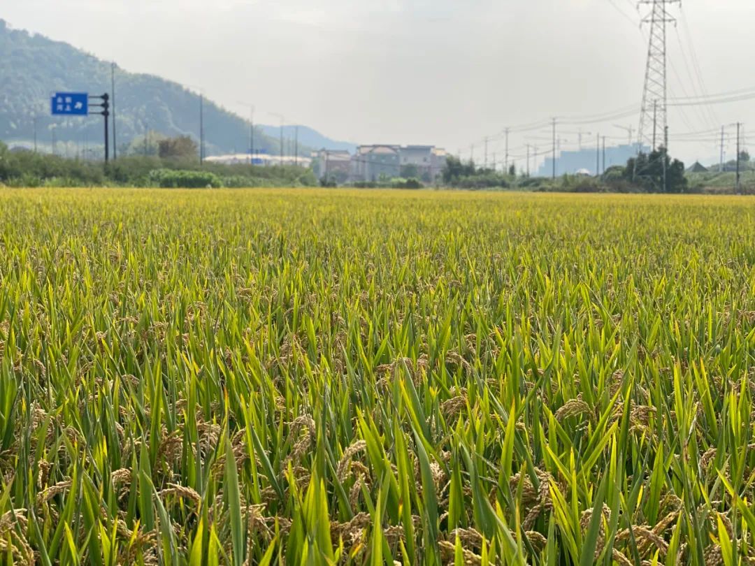 ▲浙江杭州萧山区众联村内的“绿粱17”基地