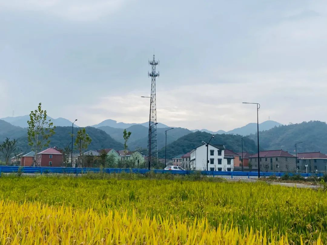▲“绿粱17”种植基地与一路之隔的村庄