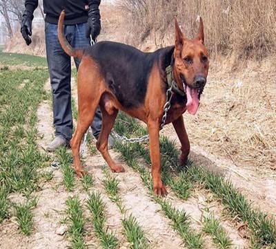 苏联红犬怎么看纯不纯?怎样判断|苏联|主人|纯种_新浪