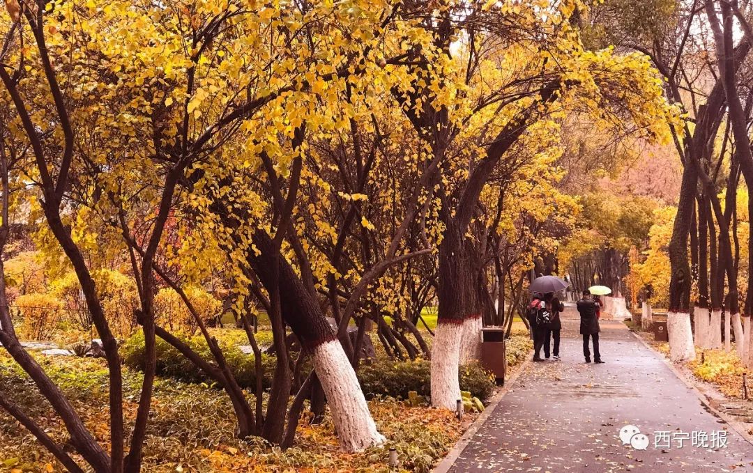 重要提醒!今起陆续恢复!事关所有西宁人!休闲区蓝鸢梦想 - Www.slyday.coM 重要提醒!今起陆续恢复!事关所有西宁人!休闲区蓝鸢梦想 - Www.slyday.coM