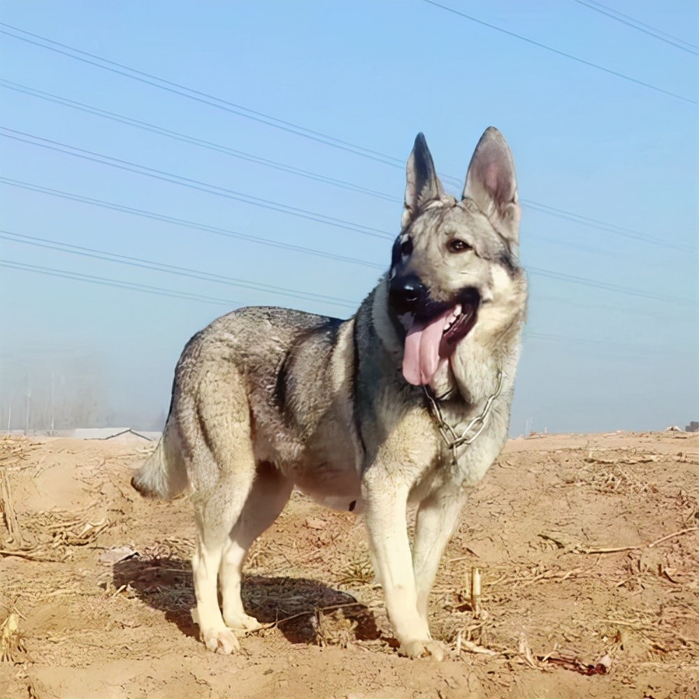 关于狼青犬被禁养你有什么看法