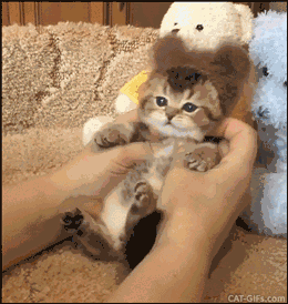 老实说,养猫的大多都是这几类人,你是哪种呢?|猫|猫咪