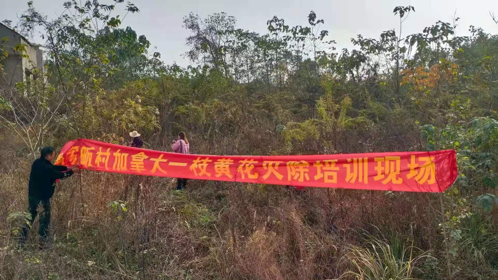 阳新灭除“<a href=