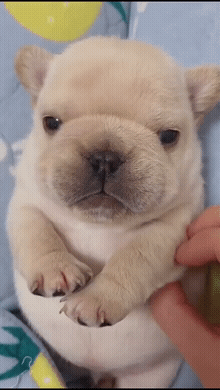 而公犬的体重会比母犬重1公斤-3公斤刚出生几周的法国斗牛犬一般在1