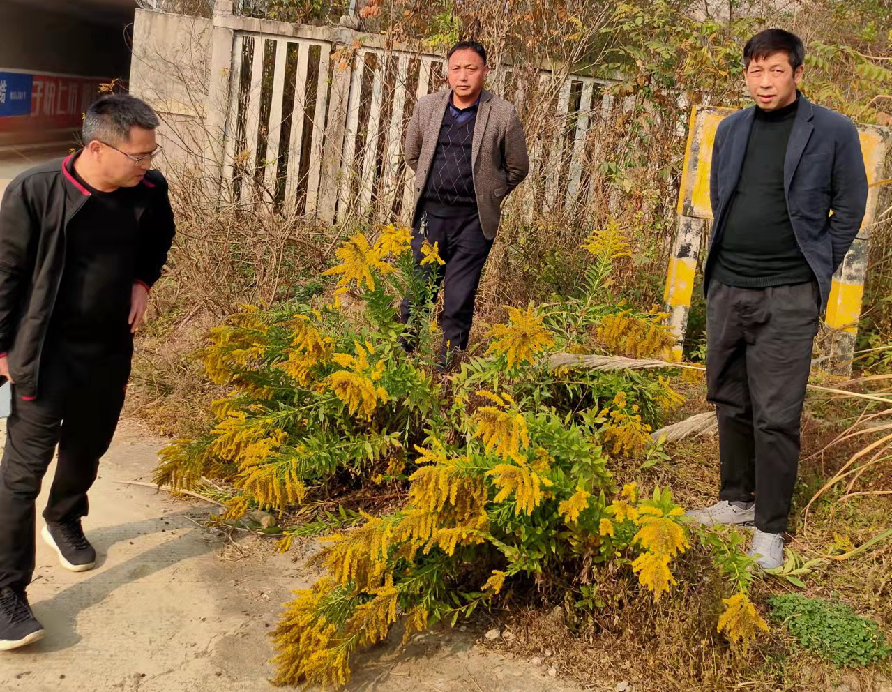 阳新灭除“<a href=