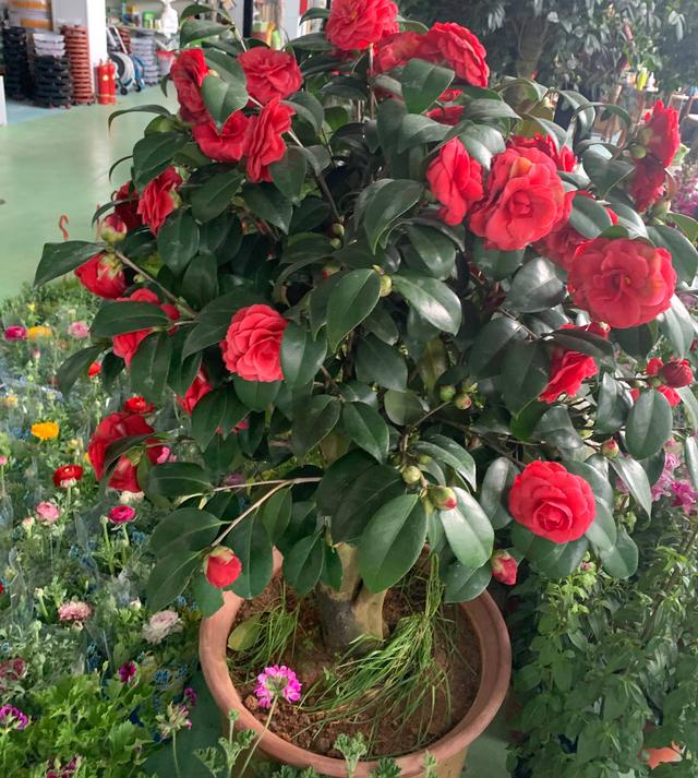 茶花花期要到了做好3步翠绿茂盛花苞更多花大色艳