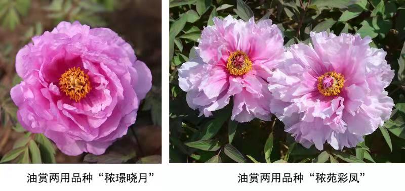 图为系列优异花色牡丹远缘杂交新品种。