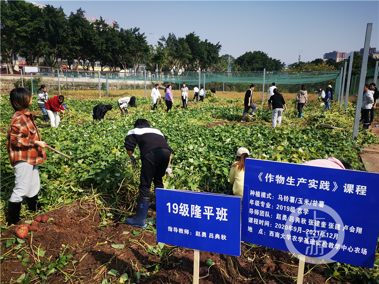 高校红薯丰收请全校师生免费吃 有些红薯“来头不小”休闲区蓝鸢梦想 - Www.slyday.coM 高校红薯丰收请全校师生免费吃 有些红薯“来头不小”休闲区蓝鸢梦想 - Www.slyday.coM