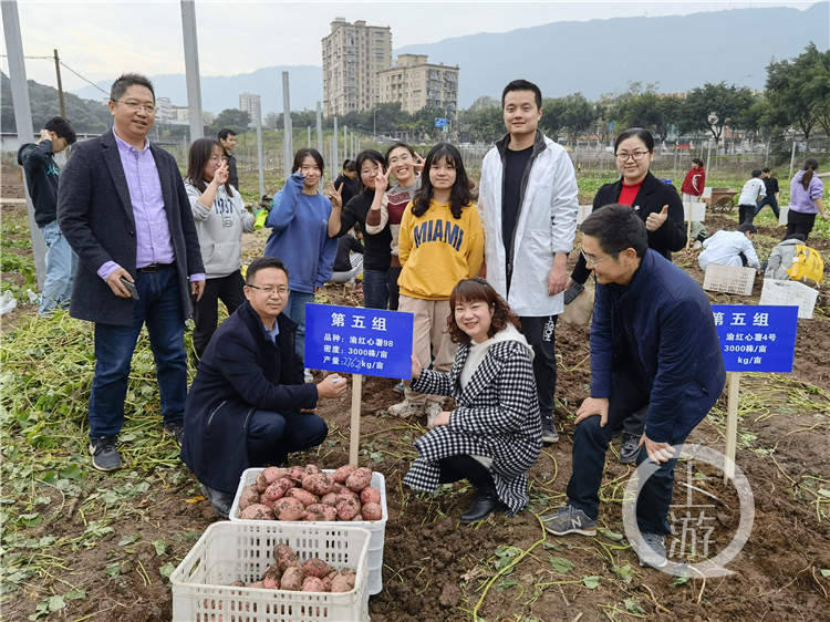 高校红薯丰收请全校师生免费吃 有些红薯“来头不小”休闲区蓝鸢梦想 - Www.slyday.coM 高校红薯丰收请全校师生免费吃 有些红薯“来头不小”休闲区蓝鸢梦想 - Www.slyday.coM