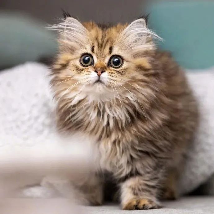 恐龙真的消失了吗?1864年与恐龙合影的士兵,毫无...