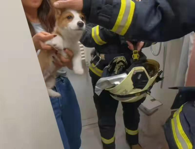 壹现场丨小狗头卡马桶 消防员暖心救援休闲区蓝鸢梦想 - Www.slyday.coM 壹现场丨小狗头卡马桶 消防员暖心救援休闲区蓝鸢梦想 - Www.slyday.coM