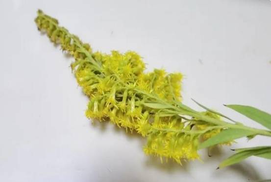 河南惨遭植物入侵，多地启动紧急防护，<a href=