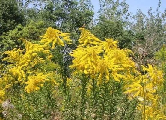 河南惨遭植物入侵，多地启动紧急防护，<a href=