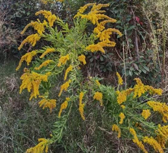 河南惨遭植物入侵，多地启动紧急防护，<a href=