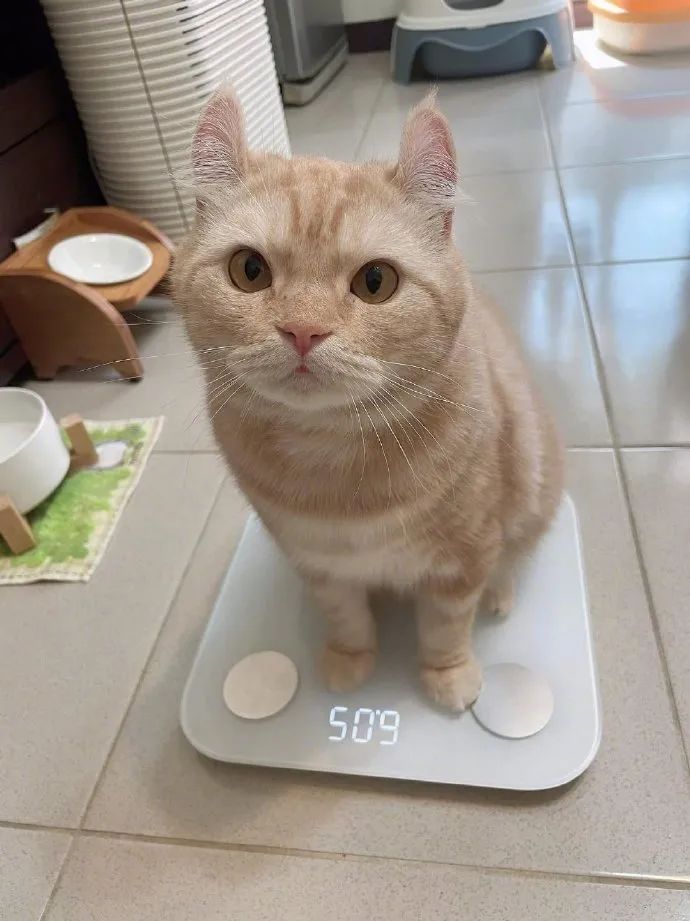 猫突然自己站上体重秤,以为要减肥,结果下一秒|猫_新浪新闻