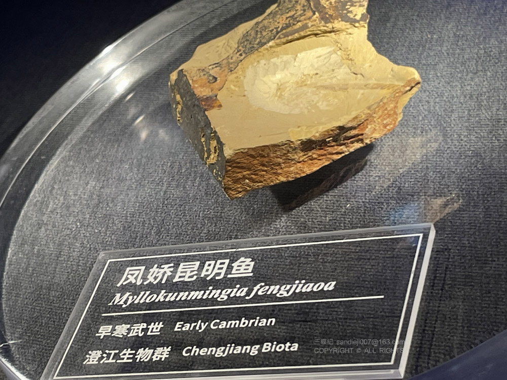 凤娇昆明鱼