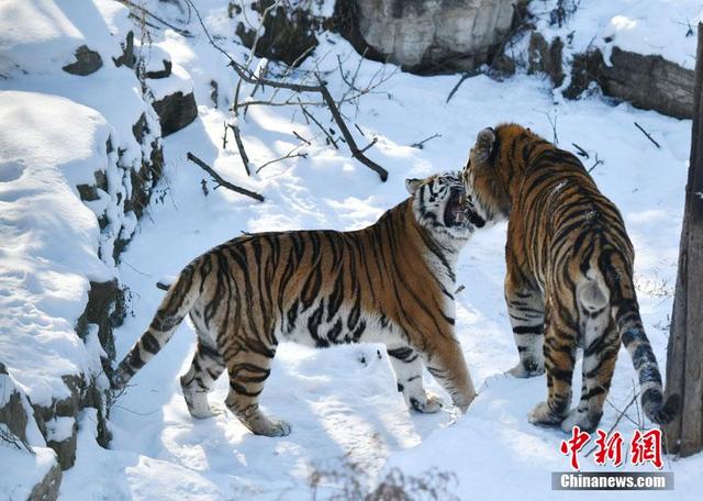 吉林长春东北虎雪地撒欢卖萌