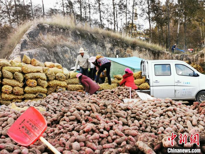 图为村民正在收马铃薯。 化隆宣传部供图