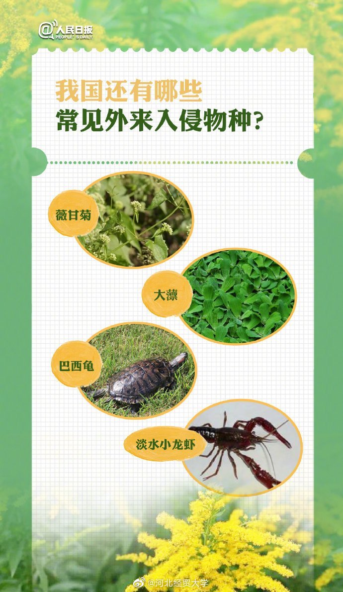 近日，外来入侵物种“<a href=