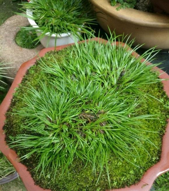 菖蒲草养着养着就黄了可能是缺水了养殖菖蒲草湿度最关键