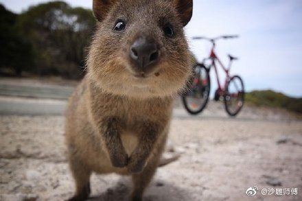 短尾矮袋鼠，是澳洲的一个濒危物种……
