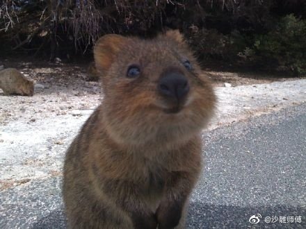 短尾矮袋鼠，是澳洲的一个濒危物种……