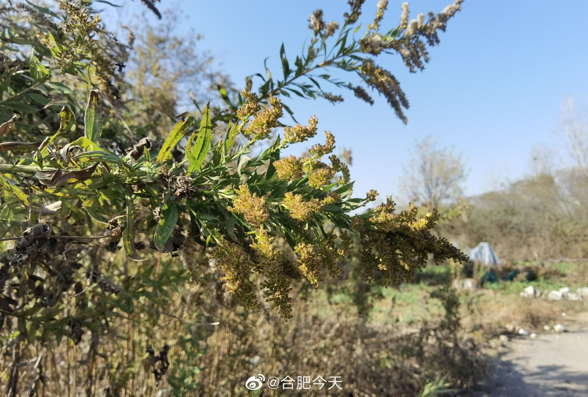 网友投稿：合肥庐阳区一空地发现大量<a href=