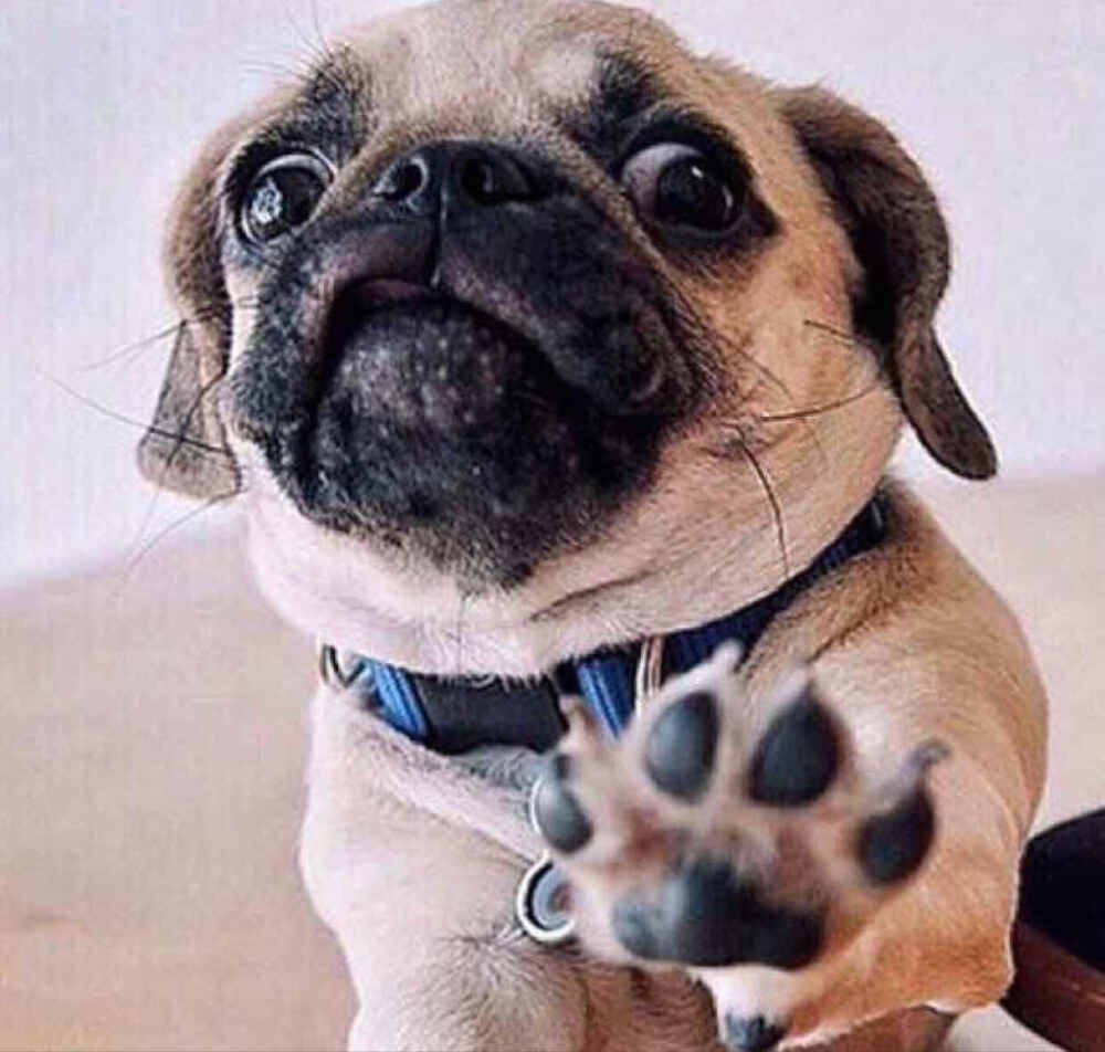 如何挑选一只好的“忧郁小王子”：巴哥犬1