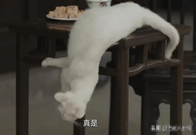 为拍戏虐杀猫咪?剧组连发两条微博回应,网友不买账休闲区蓝鸢梦想 - Www.slyday.coM 为拍戏虐杀猫咪?剧组连发两条微博回应,网友不买账休闲区蓝鸢梦想 - Www.slyday.coM