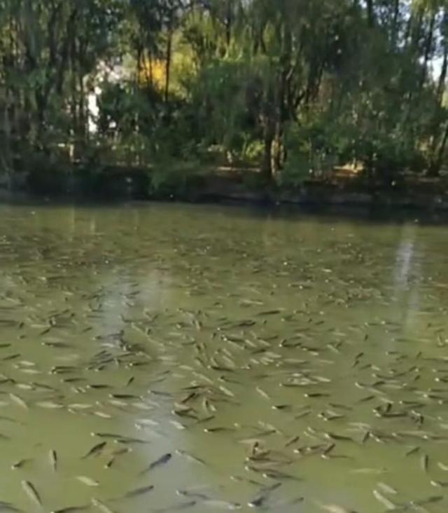 浙江绍兴一黄酒厂起火,酒流湖中致鱼群醉倒,网友:料酒都省了休闲区蓝鸢梦想 - Www.slyday.coM 浙江绍兴一黄酒厂起火,酒流湖中致鱼群醉倒,网友:料酒都省了休闲区蓝鸢梦想 - Www.slyday.coM